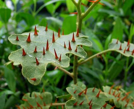 Imagem de Solanum incompletum Dun.