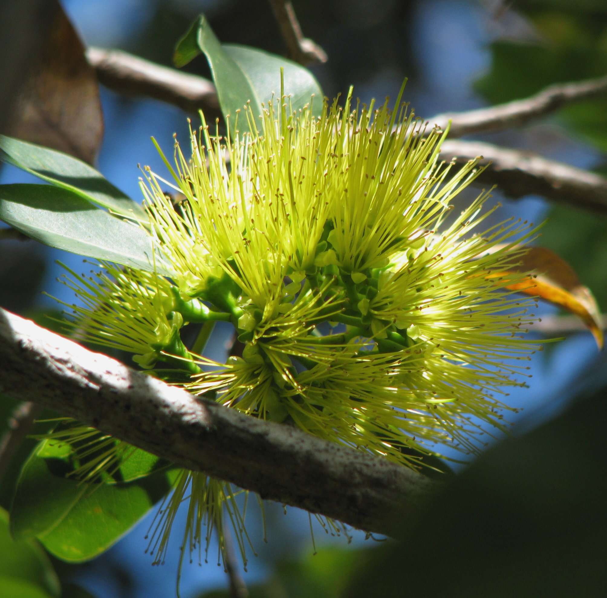 Imagem de Metrosideros macropus Hook. & Arn.