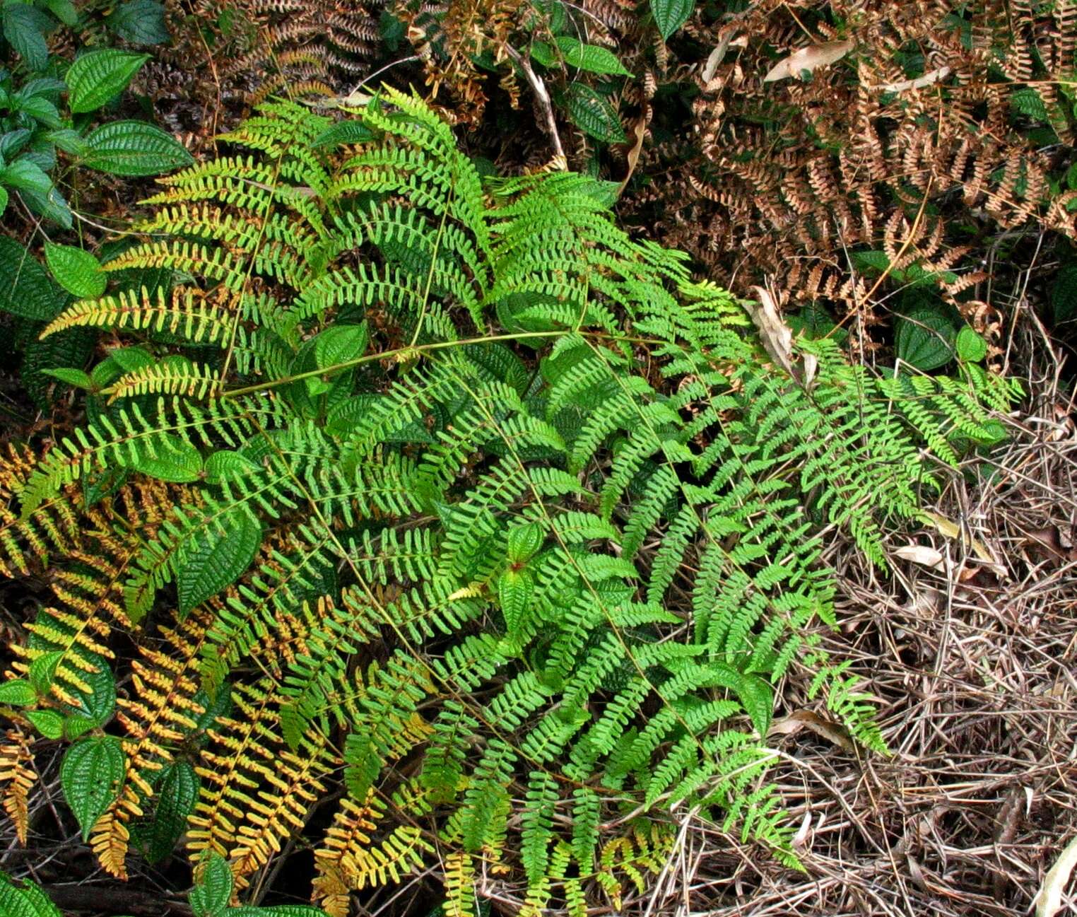 Image of soapbush