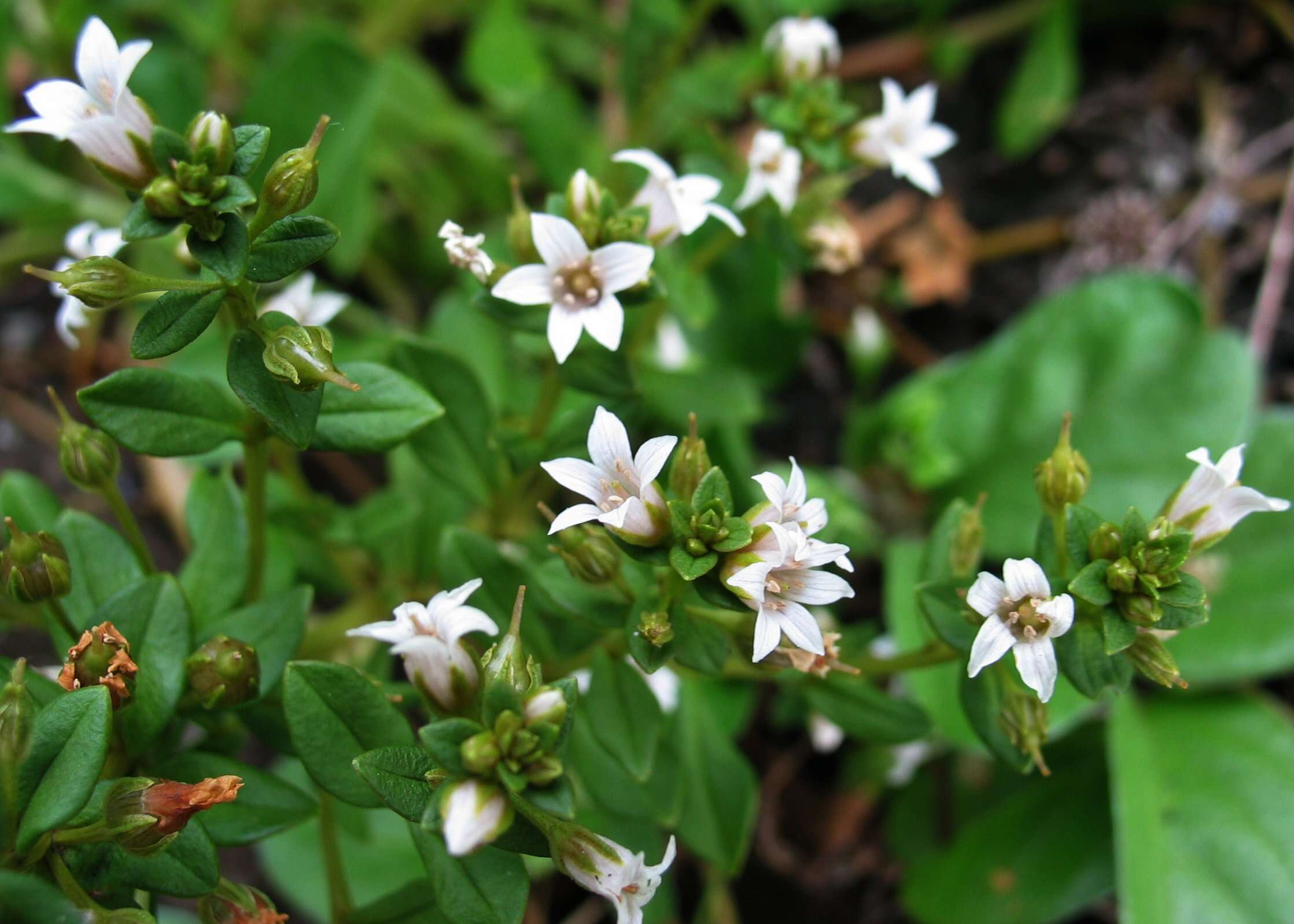 Image of spoonleaf yellow loosestrife