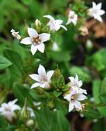 Image of spoonleaf yellow loosestrife