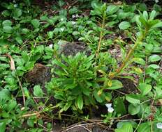 Image of spoonleaf yellow loosestrife