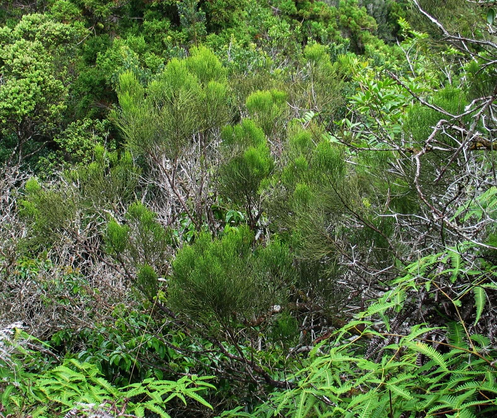 Image of Gaudichaud's Exocarpus