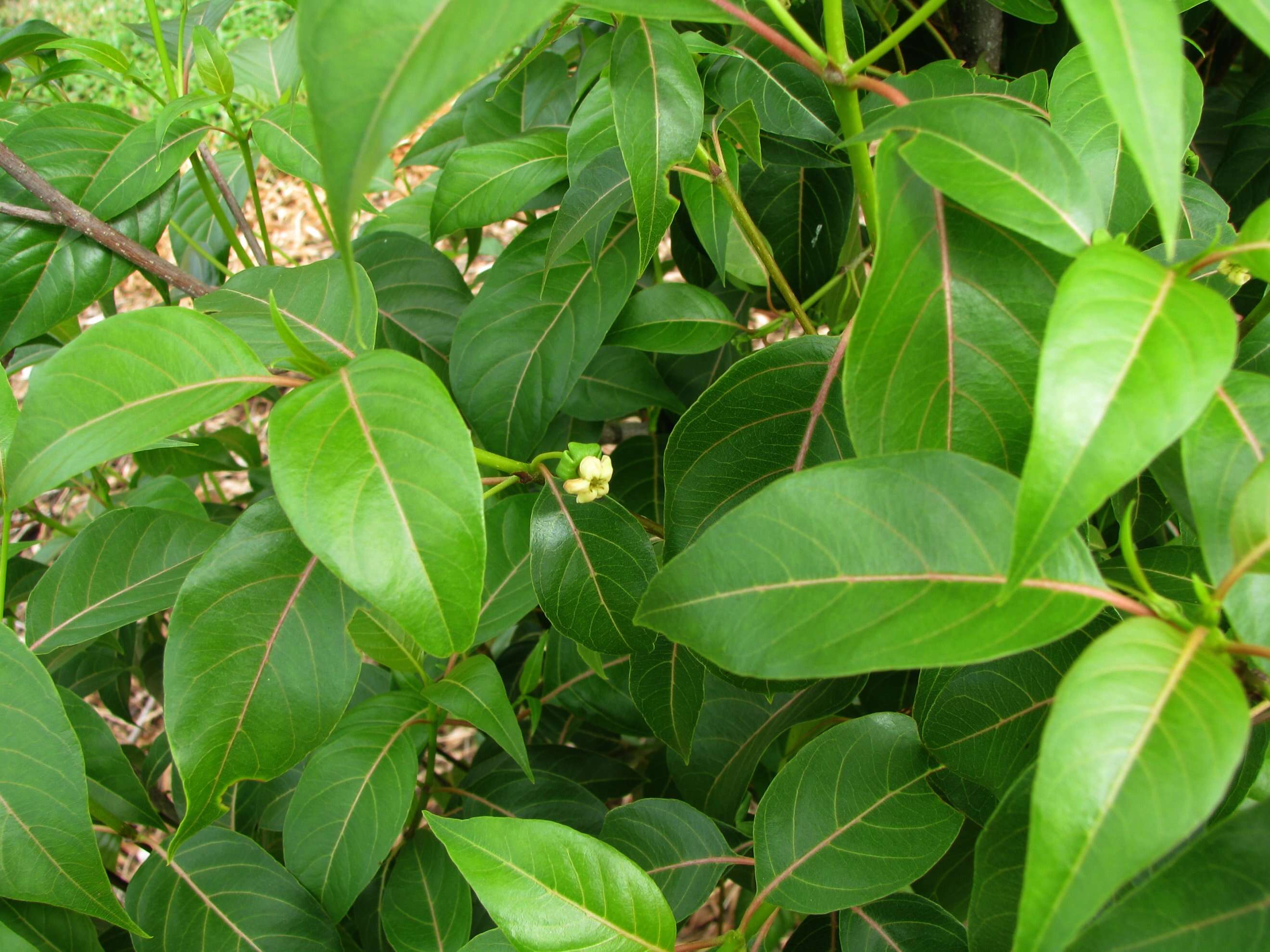 Plancia ëd Bobea sandwicensis (A. Gray) Hillebr.