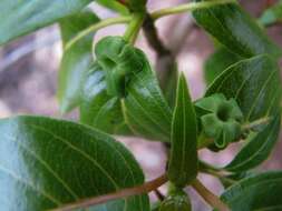 Plancia ëd Bobea sandwicensis (A. Gray) Hillebr.