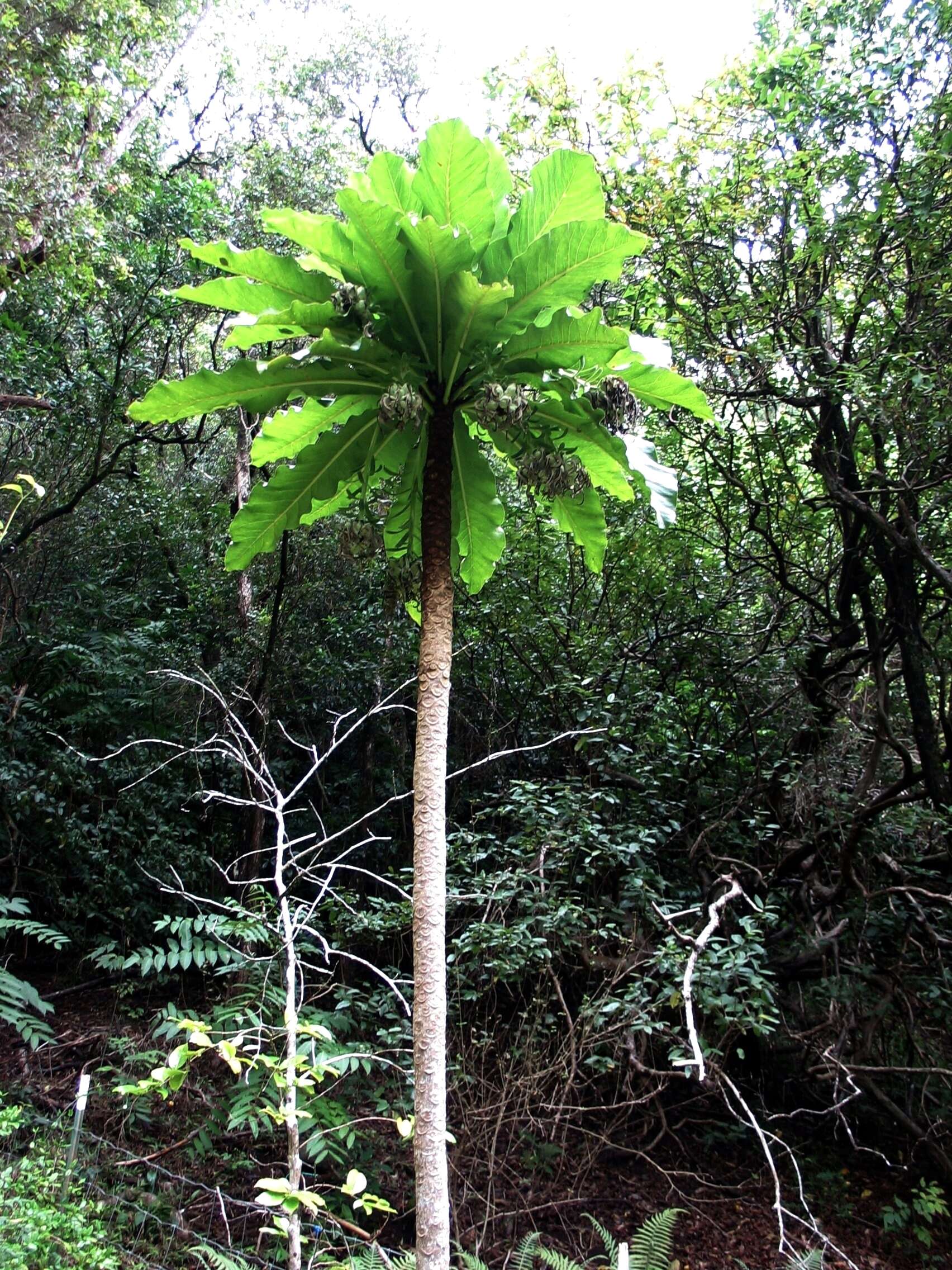 Sivun Cyanea superba (Cham.) A. Gray kuva