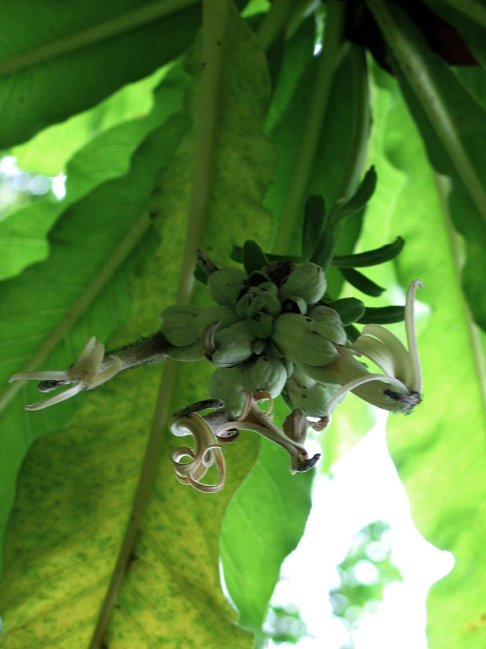 Sivun Cyanea superba (Cham.) A. Gray kuva