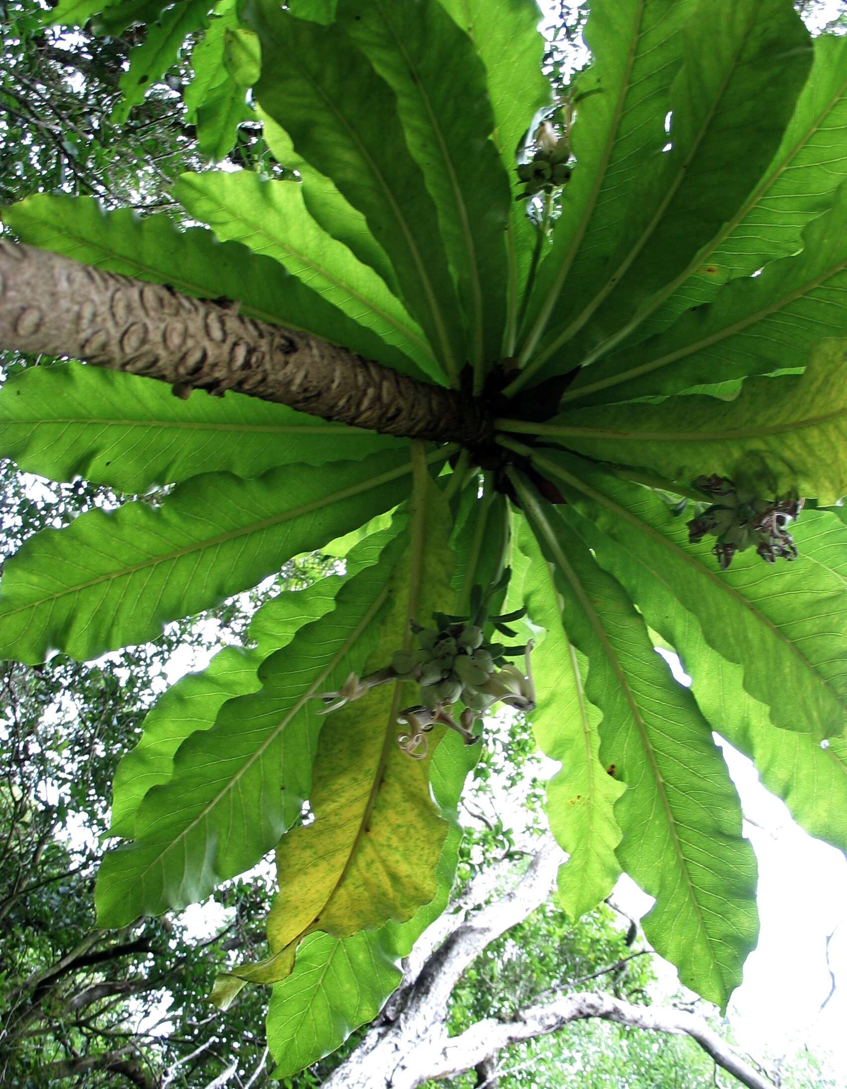 Sivun Cyanea superba (Cham.) A. Gray kuva