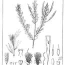 Sivun Acacia conjunctifolia F. Muell. kuva