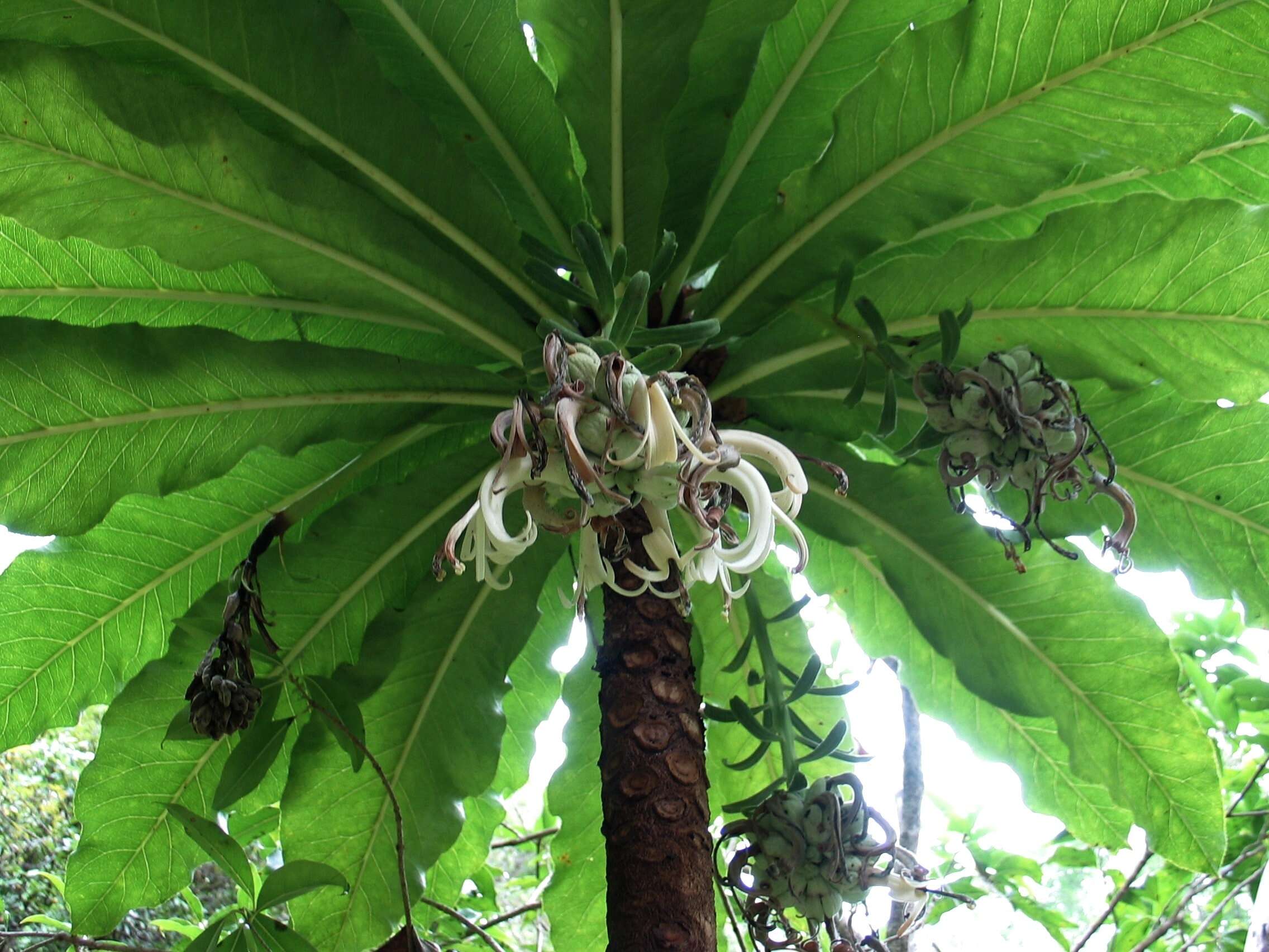 Sivun Cyanea superba (Cham.) A. Gray kuva