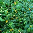 Imagem de Bidens campylotheca Sch. Bip.