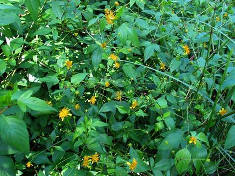 Bidens campylotheca Sch. Bip.的圖片