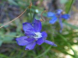 Image of slim larkspur