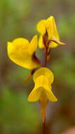 Image of southern bladderwort