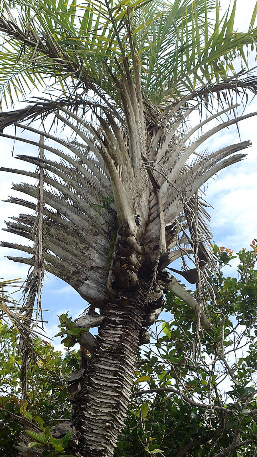 Image of Ouricury palm