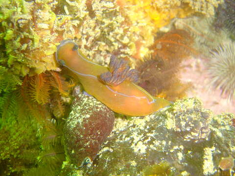 Image of Black nudibranch