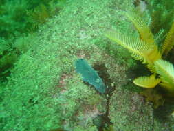 Image of Blue-speckled nudibranch