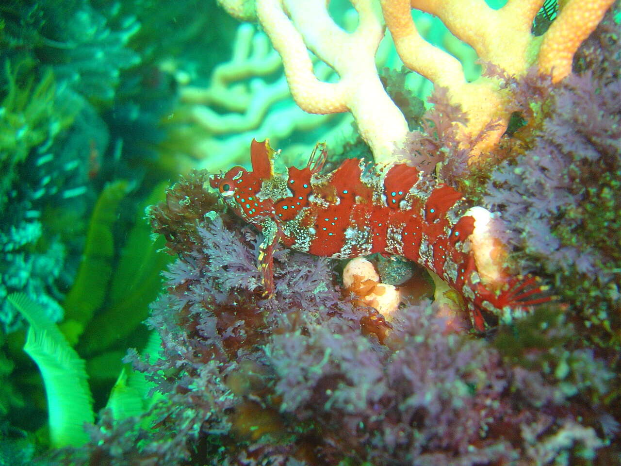 Image of Bluespotted klipfish