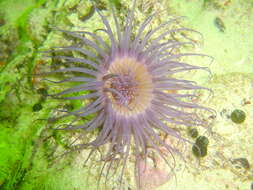 Image of Burrowing anemone