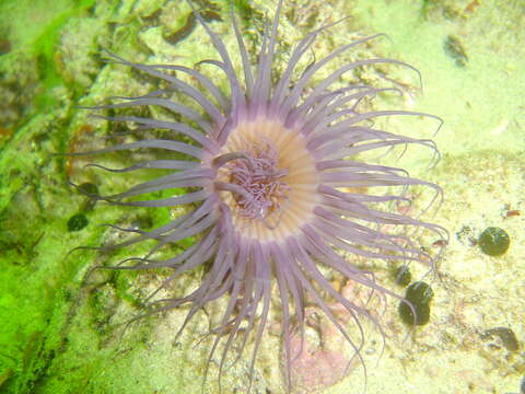 Imagem de Ceriantheopsis austroafricanus Molodtsova, Griffiths & Acuña 2011