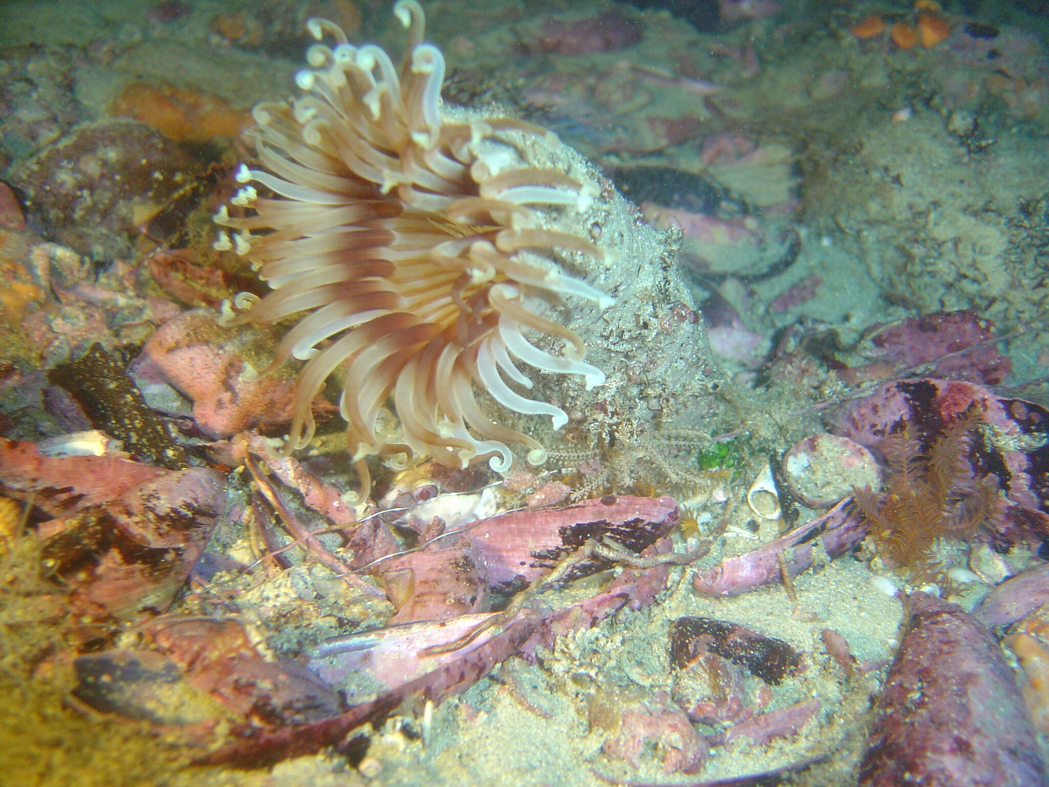 Image of Burrowing anemone