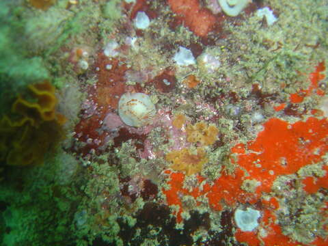 Image of Fiery nudibranch