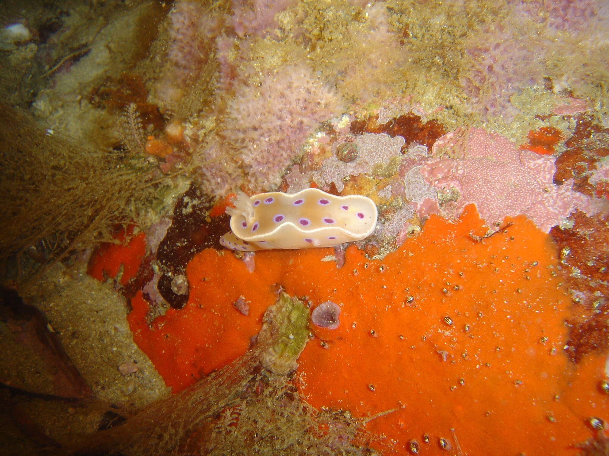 Image of Ceratosoma ingozi Gosliner 1996