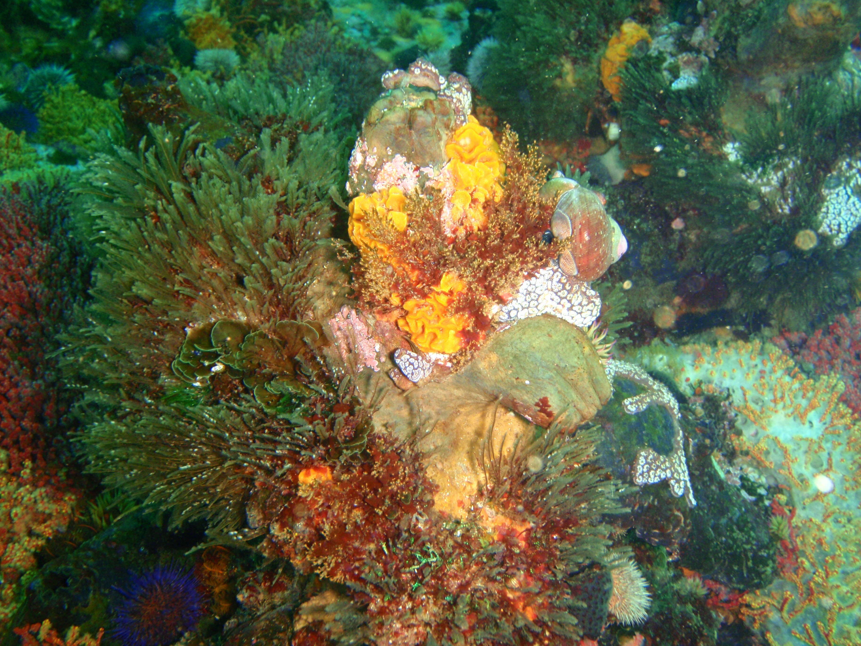 Image of Cunjevoi sea squirt