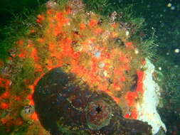 Image of Cunjevoi sea squirt