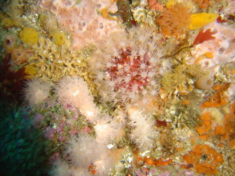 Image of Variable soft coral