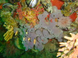Image of Turret sponge