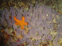 Image of Turret sponge