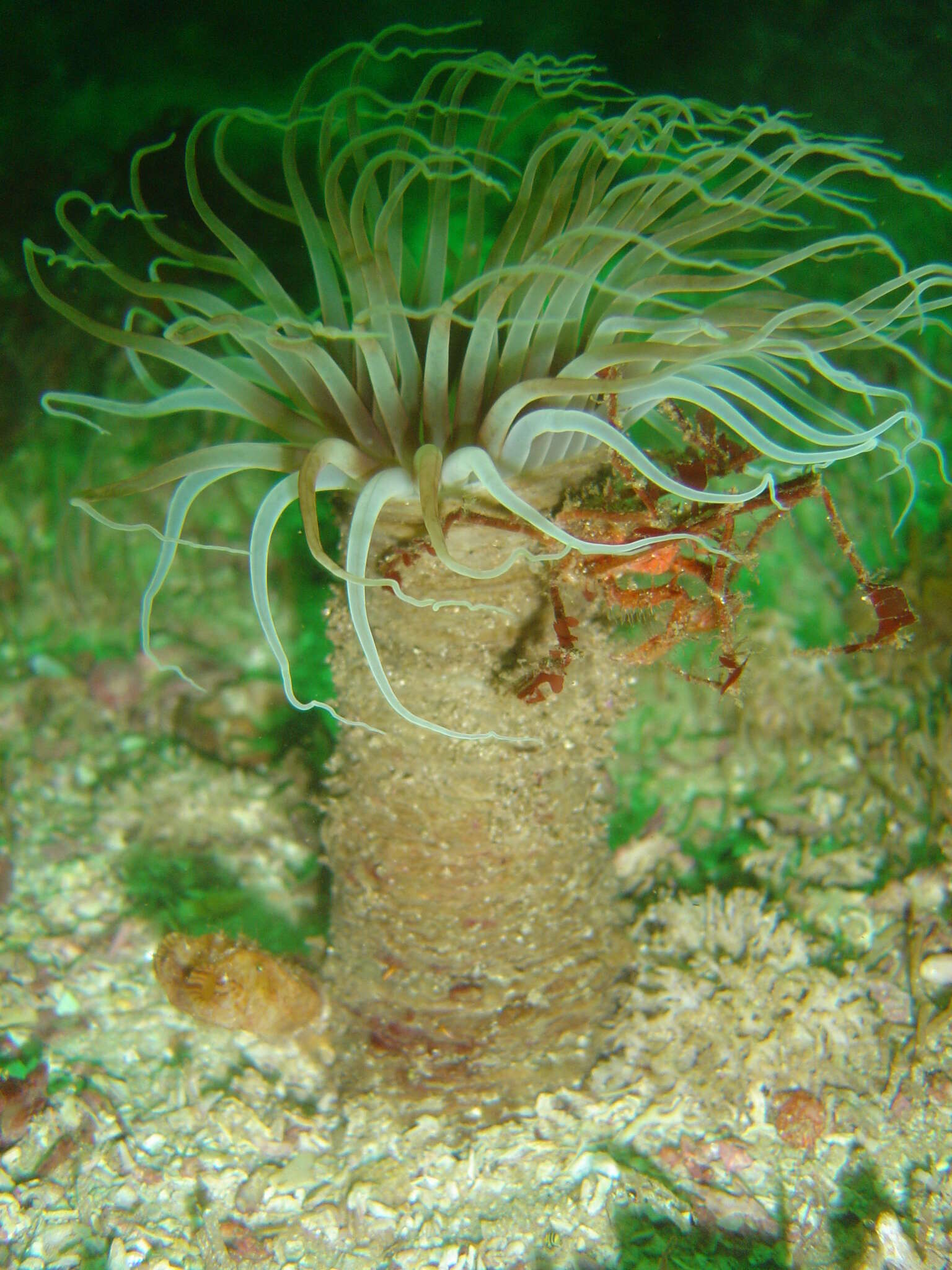 Image of Burrowing anemone