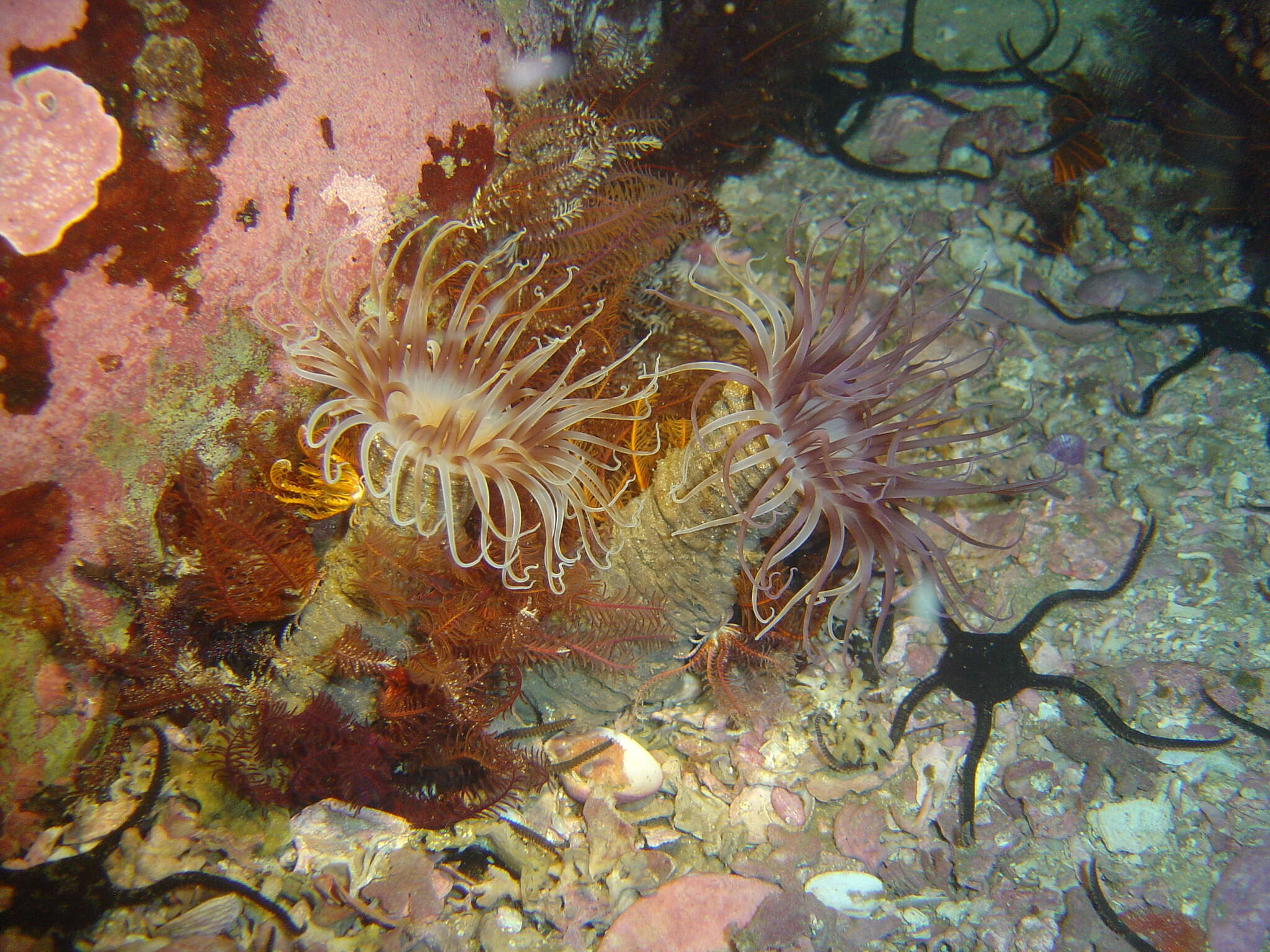 Image of Burrowing anemone