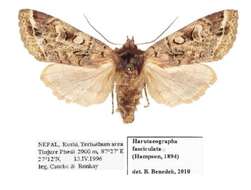 Image of Harutaeographa fasciculata Hampson 1894