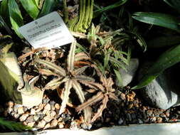 Image of Cryptanthus bivittatus (Hook.) Regel