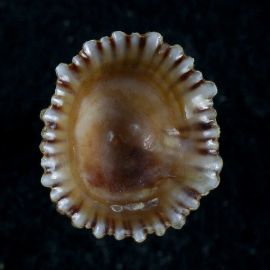 Image of Siphonaria diemenensis Quoy & Gaimard 1833