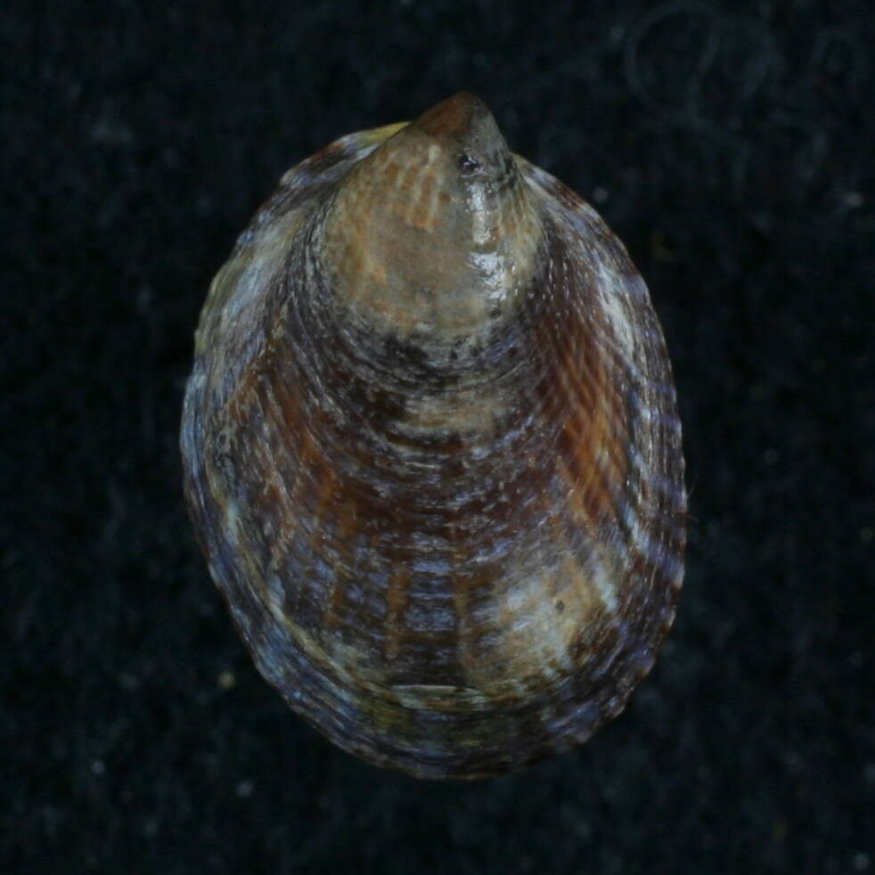 Image of Siphonaria lessonii Blainville 1827