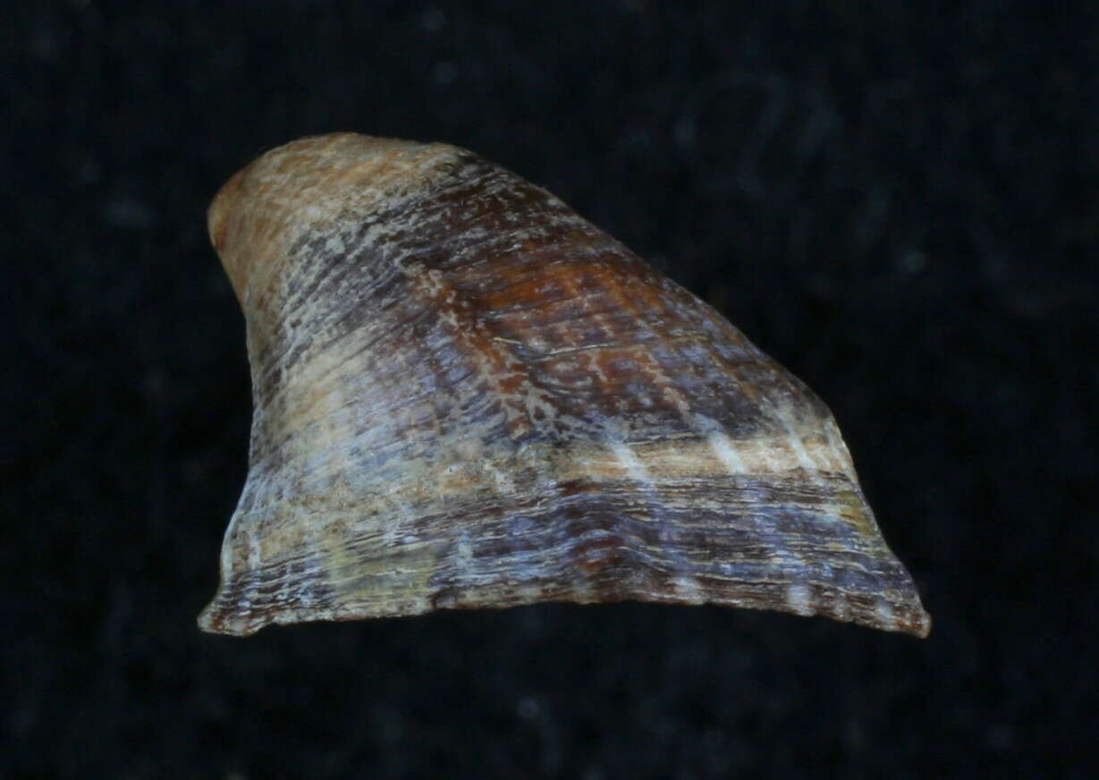 Image of Siphonaria lessonii Blainville 1827