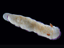 Sivun Goniobranchus alius (Rudman 1987) kuva