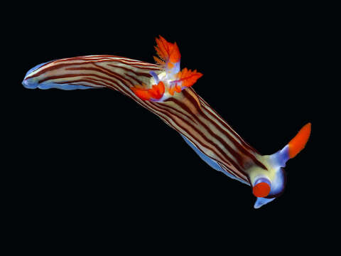 Image of Nembrotha aurea Pola, Cervera & Gosliner 2008