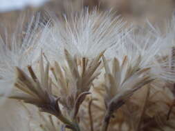 Image of rubber rabbitbrush