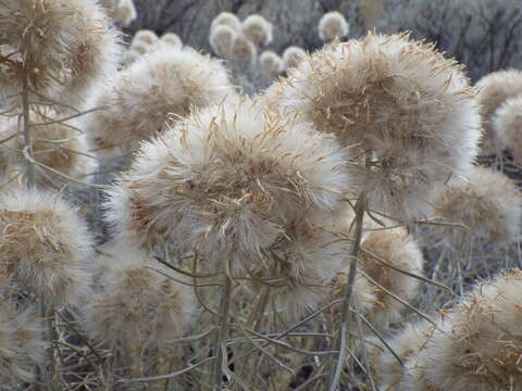 Image of rubber rabbitbrush