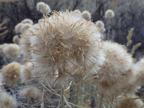 Image de Ericameria nauseosa (Pall. ex Pursh) G. L. Nesom & G. I. Baird