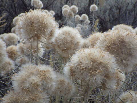 Image of rubber rabbitbrush