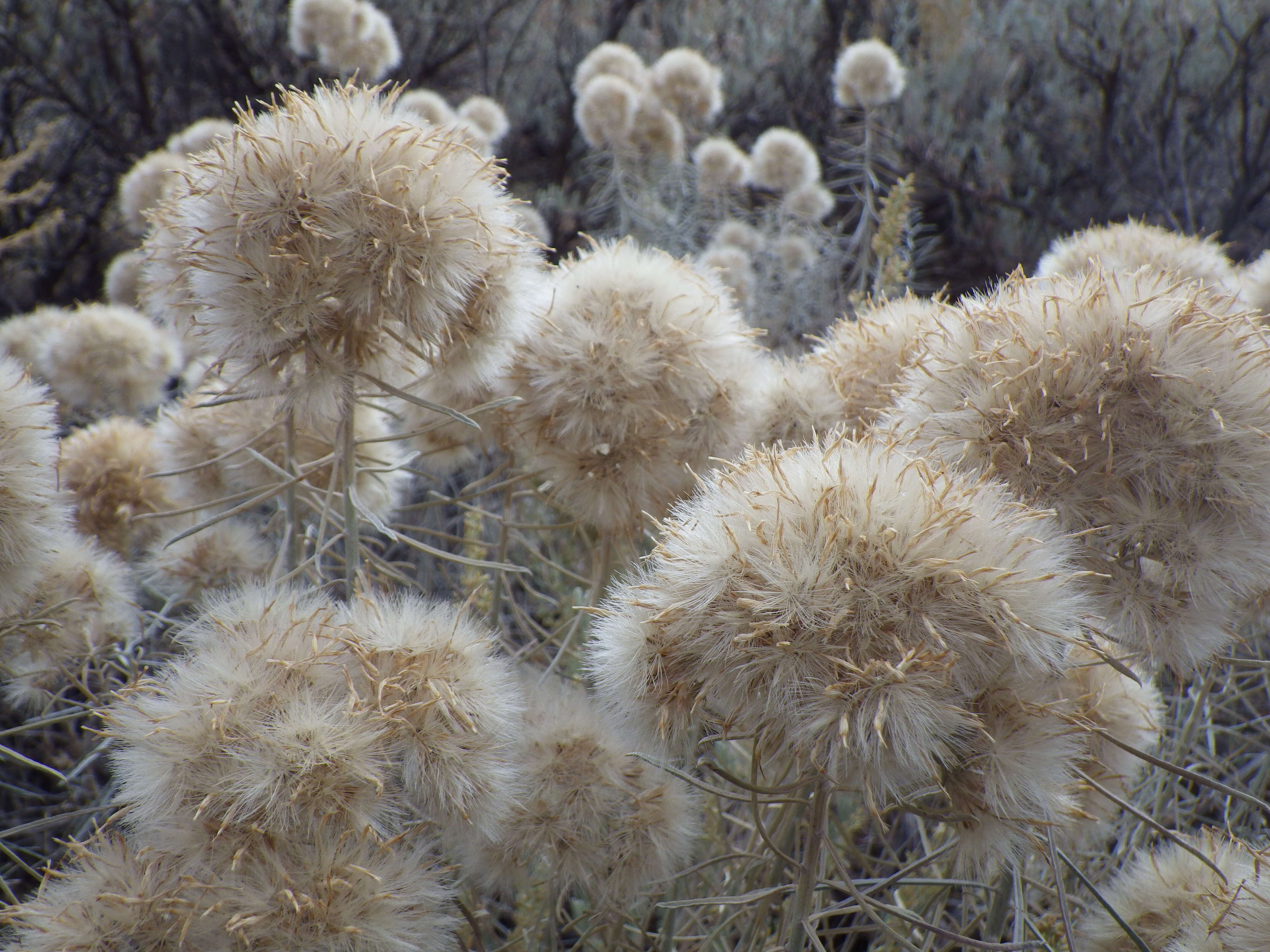 Image de Ericameria nauseosa (Pall. ex Pursh) G. L. Nesom & G. I. Baird