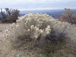 Image de Ericameria nauseosa (Pall. ex Pursh) G. L. Nesom & G. I. Baird