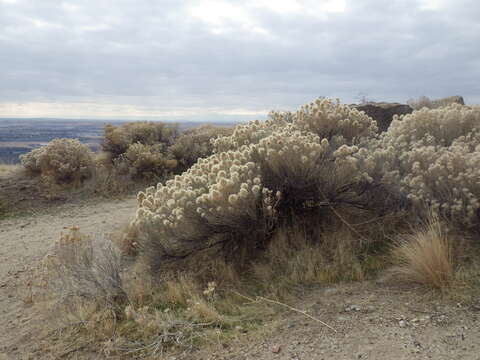 Image of rubber rabbitbrush