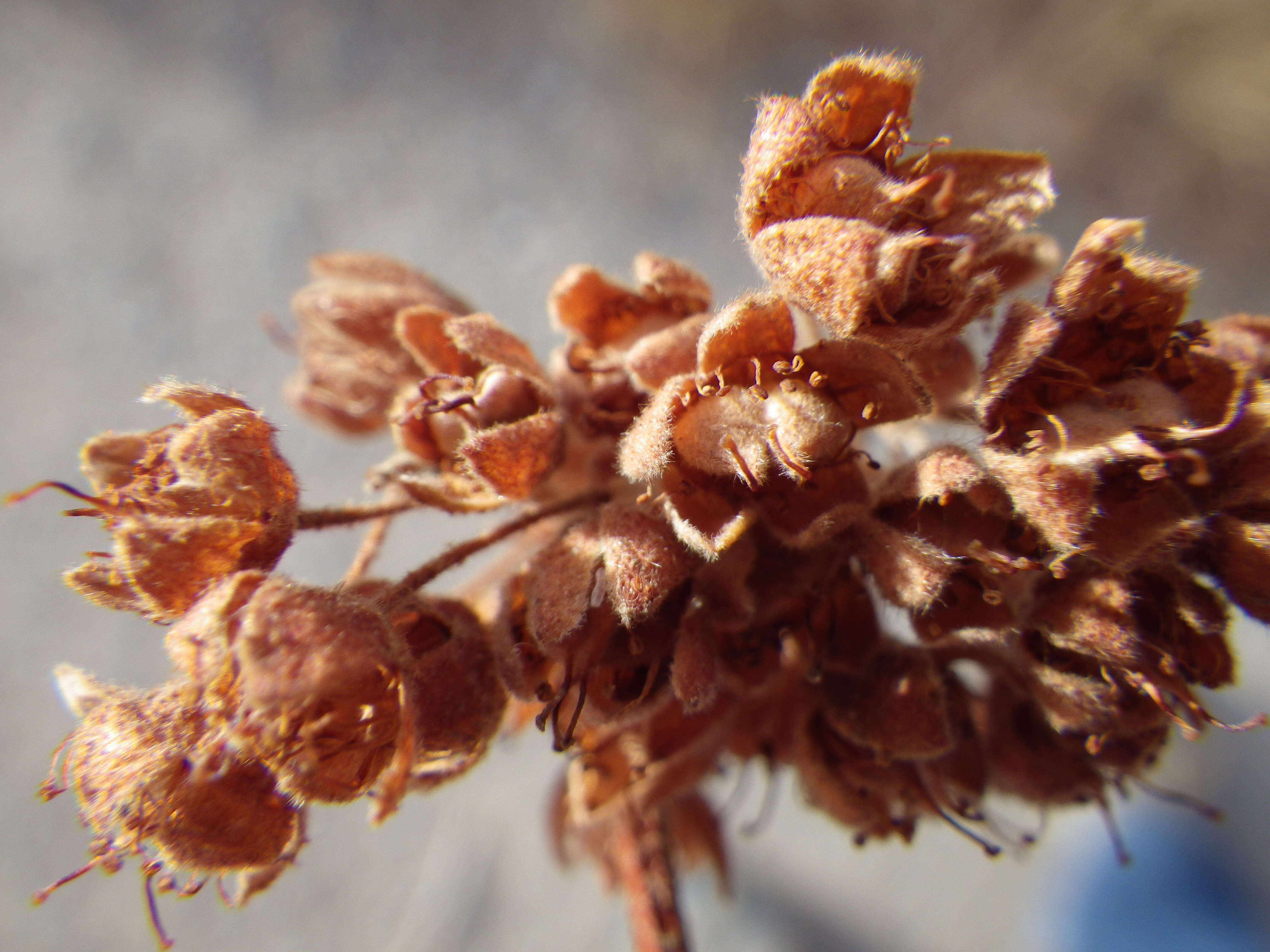 Plancia ëd Physocarpus malvaceus (Greene) Kuntze