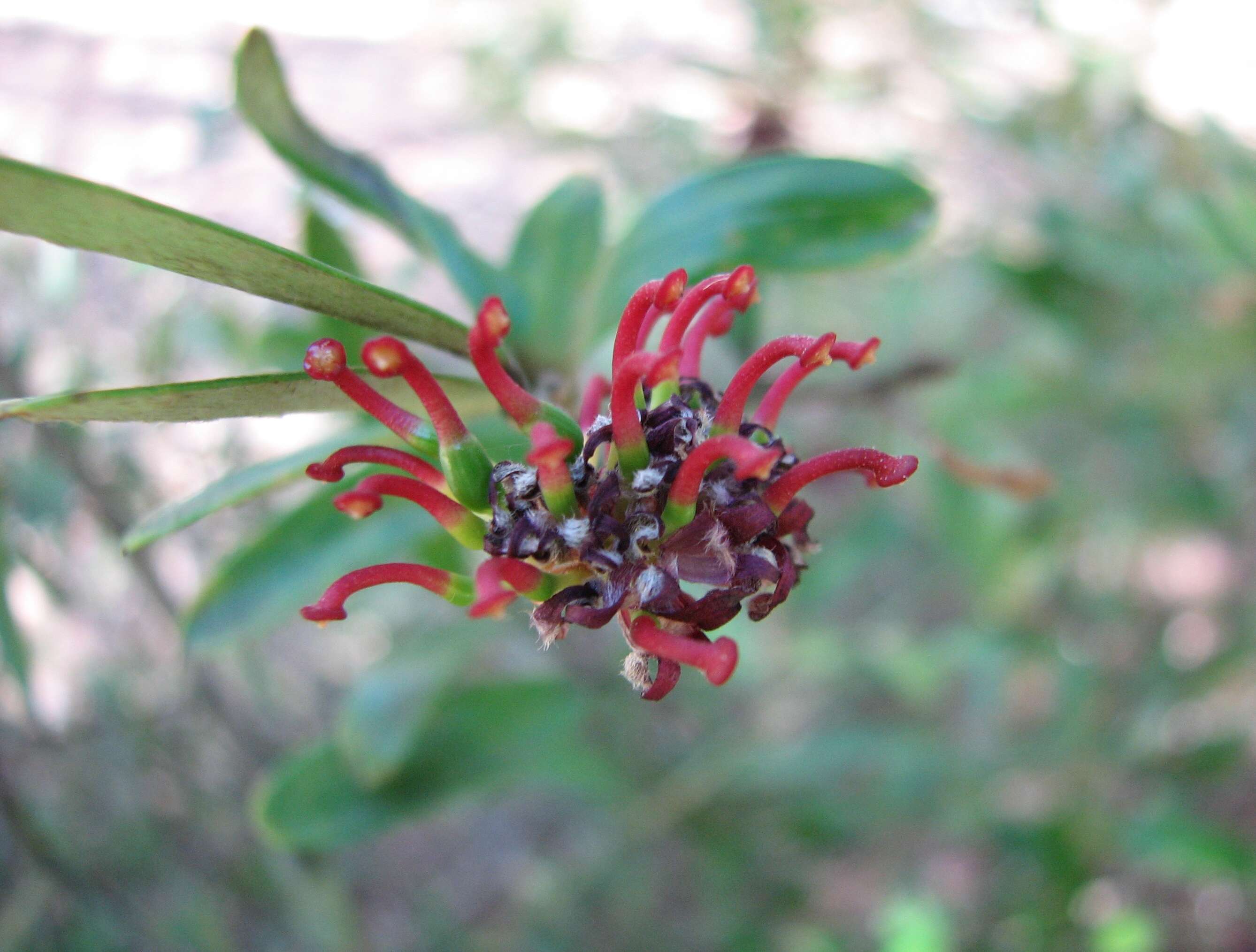 Image of Grevillea evansiana Mc Kee